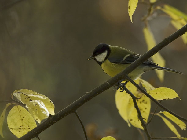 Talitiainen, Great Tit, Parus major